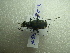  ( - NIBGE COL-01703)  @12 [ ] CreativeCommons - Attribution Non-Commercial Share-Alike (2012) Muhammad Ashfaq National Institute for Biotechnology and Genetic Engineering Faisalabad Pakistan