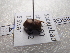  (Onthophagus ensifer - NIBGE COL-01984)  @13 [ ] CreativeCommons - Attribution Non-Commercial Share-Alike (2012) Muhammad Ashfaq National Institute for Biotechnology and Genetic Engineering Faisalabad Pakistan