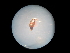  (Berosus sp - NIBGE COL-02387)  @12 [ ] CreativeCommons - Attribution Non-Commercial Share-Alike (2012) M. Sajjad Mirza National Institute for Biotechnology and Genetic Engineering Faisalabad Pakistan