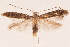  (Parornix crataegifoliella - CLV6204)  @14 [ ] CreativeCommons - Attribution Non-Commercial Share-Alike (2015) Bruno Kistrup Rasmussen Unspecified
