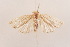  (Meganola triangularis - DL14A1-0142)  @13 [ ] CreativeCommons - Attribution Non-Commercial Share-Alike (2015) Bruno Kistrup Rasmussen Unspecified