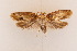  (Herbulotiana - DL14A1-0189)  @14 [ ] CreativeCommons - Attribution Non-Commercial Share-Alike (2015) Bruno Kistrup Rasmussen Unspecified