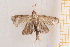  (Thaumatotibia batrachopa - DL14AM1-0044)  @12 [ ] CreativeCommons - Attribution Non-Commercial Share-Alike (2015) Bruno Kistrup Rasmussen Unspecified
