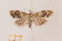  ( - DL14AM2-0001)  @13 [ ] CreativeCommons - Attribution Non-Commercial Share-Alike (2015) Bruno Kistrup Rasmussen Unspecified