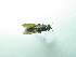  ( - NIBGE DIP-0447)  @12 [ ] CreativeCommons - Attribution Non-Commercial Share-Alike (2011) Muhammad Ashfaq National Institute for Biotechnology and Genetic Engineering Faisalabad Pakistan
