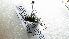  ( - NIBGE DIP- 00597)  @12 [ ] CreativeCommons - Attribution Non-Commercial Share-Alike (2012) Muhammad Ashfaq National Institute for Biotechnology and Genetic Engineering Faisalabad Pakistan