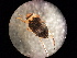  ( - V6 S1 LER0150 Nec.pen-1)  @13 [ ] No Rights Reserved (2018) Eddie Tsyrlin The University of Melbourne