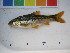  ( - TM11-140)  @13 [ ] CreativeCommons - Attribution Non-Commercial Share-Alike (2011) SAIAB SAIAB