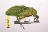  (Azamia biplagiata - LopeORT14-677)  @11 [ ] CreativeCommons - Attribution Non-Commercial Share-Alike (2014) Nicolas Moulin Nicolas Moulin entomologie