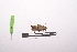  ( - LopeMAN14-130)  @12 [ ] CreativeCommons - Attribution Non-Commercial Share-Alike (2014) Nicolas Moulin Nicolas Moulin entomologie