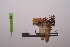  ( - LopeMAN14-223)  @12 [ ] CreativeCommons - Attribution Non-Commercial Share-Alike (2014) Nicolas Moulin Nicolas Moulin entomologie
