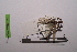  ( - LopeMAN14-250)  @11 [ ] CreativeCommons - Attribution Non-Commercial Share-Alike (2014) Nicolas Moulin Nicolas Moulin entomologie