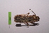  ( - LopeMAN14-057)  @12 [ ] CreativeCommons - Attribution Non-Commercial Share-Alike (2014) Nicolas Moulin Nicolas Moulin entomologie