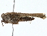  ( - RS-USJ-0105)  @11 [ ] CreativeCommons - Attribution (2022) CBG Photography Group Centre for Biodiversity Genomics