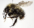  ( - CCDB-20947 H05)  @13 [ ] No Rights Reserved (2015) Cory Sheffield Royal Saskatchewan Museum
