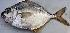  ( - PAR1509)  @11 [ ] Copyright (2015) PHCDBS Paul Hebert Centre for DNA Barcoding and Biodiversity Studies