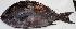  ( - PAR1511)  @11 [ ] Copyright (2015) PHCDBS Paul Hebert Centre for DNA Barcoding and Biodiversity Studies