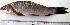  ( - NAR912)  @11 [ ] Copyright (2015) PHCDBS Paul Hebert Centre for DNA Barcoding and Biodiversity Studies