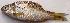  ( - CUT1459)  @11 [ ] Copyright (2015) PHCDBS Paul Hebert Centre for DNA Barcoding and Biodiversity Studies