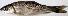  ( - CHA1711)  @11 [ ] Copyright (2015) PHCDBS Paul Hebert Centre for DNA Barcoding and Biodiversity Studies