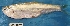  ( - MAHN103)  @11 [ ] Copyright (2018) PHCDBS Paul Hebert Centre For DNA Barcoding and Biodiversity Studies