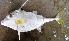  ( - CHK1576)  @11 [ ] Copyright (2015) PHCDBS Paul Hebert Centre for DNA Barcoding and Biodiversity Studies