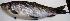  ( - SAM1635)  @11 [ ] Copyright (2015) PHCDBS Paul Hebert Centre for DNA Barcoding and Biodiversity Studies
