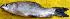  ( - MAHF337)  @11 [ ] Copyright (2017) PHCDBS Paul Hebert Centre for DNA Barcoding and Biodiversity Studies