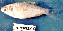  ( - MAHN1810)  @11 [ ] Copyright (2018) PHCDBS Paul Hebert Centre For DNA Barcoding & Biodiversity Studies