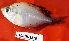  ( - MAHN1829)  @11 [ ] Copyright (2018) PHCDBS Paul Hebert Centre For DNA Barcoding & Biodiversity Studies