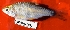  ( - MAHN1831)  @11 [ ] Copyright (2018) PHCDBS Paul Hebert Centre For DNA Barcoding & Biodiversity Studies