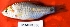 ( - MAHN1836)  @11 [ ] Copyright (2018) PHCDBS Paul Hebert Centre For DNA Barcoding & Biodiversity Studies