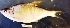  ( - MAHN1886)  @11 [ ] Copyright (2018) PHCDBS Paul Hebert Centre For DNA Barcoding & Biodiversity Studies
