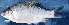  ( - MAHN1909)  @11 [ ] Copyright (2018) PHCDBS Paul Hebert Centre For DNA Barcoding & Biodiversity Studies