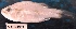  ( - MAHN1959)  @11 [ ] Copyright (2018) PHCDBS Paul Hebert Centre For DNA Barcoding & Biodiversity Studies