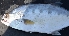  ( - MAHN1990)  @11 [ ] Copyright (2018) PHCDBS Paul Hebert Centre For DNA Barcoding & Biodiversity Studies