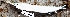  ( - MAHN2184)  @11 [ ] Copyright (2018) PHCDBS Paul Hebert Centre For DNA Barcoding & Biodiversity Studies