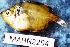  ( - MAHN2294)  @11 [ ] Copyright (2018) PHCDBS Paul Hebert Centre For DNA Barcoding & Biodiversity Studies
