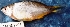 ( - MAHN2295)  @11 [ ] Copyright (2018) PHCDBS Paul Hebert Centre For DNA Barcoding & Biodiversity Studies