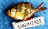  ( - MAHN2323)  @11 [ ] Copyright (2018) PHCDBS Paul Hebert Centre For DNA Barcoding & Biodiversity Studies