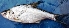  ( - MAHN2339)  @11 [ ] Copyright (2018) PHCDBS Paul Hebert Centre For DNA Barcoding & Biodiversity Studies