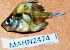  (Parambassis lala - MAHN2474)  @11 [ ] Copyright (2018) PHCDBS Paul Hebert Centre For DNA Barcoding & Biodiversity Studies