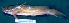  ( - MAHN2482)  @11 [ ] Copyright (2018) PHCDBS Paul Hebert Centre For DNA Barcoding & Biodiversity Studies