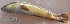 ( - MAHN25)  @11 [ ] Copyright (2018) PHCDBS Paul Hebert Centre For DNA Barcoding and Biodiversity Studies