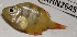  ( - MAHN2645)  @11 [ ] Copyright (2018) PHCDBS Paul Hebert Centre For DNA Barcoding and Biodiversity Studies