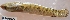  ( - MAHN27)  @11 [ ] Copyright (2018) PHCDBS Paul Hebert Centre For DNA Barcoding and Biodiversity Studies