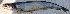  ( - MAHN4)  @11 [ ] Copyright (2018) PHCDBS Paul Hebert Centre For DNA Barcoding and Biodiversity Studies