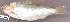  ( - MAHN67)  @11 [ ] Copyright (2018) PHCDBS Paul Hebert Centre For DNA Barcoding and Biodiversity Studies