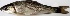  ( - MAHF310)  @11 [ ] Copyright (2020) PHCDBS Paul Hebert Centre for DNA Barcoding and Biodiversity Studies