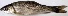  ( - MAHF311)  @11 [ ] Copyright (2020) PHCDBS Paul Hebert Centre for DNA Barcoding and Biodiversity Studies